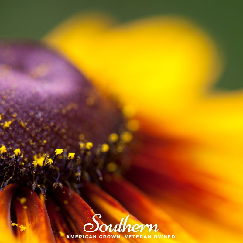 Load image into Gallery viewer, Gloriosa Daisy – 100 Seeds
