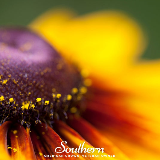 Gloriosa Daisy – 100 Seeds
