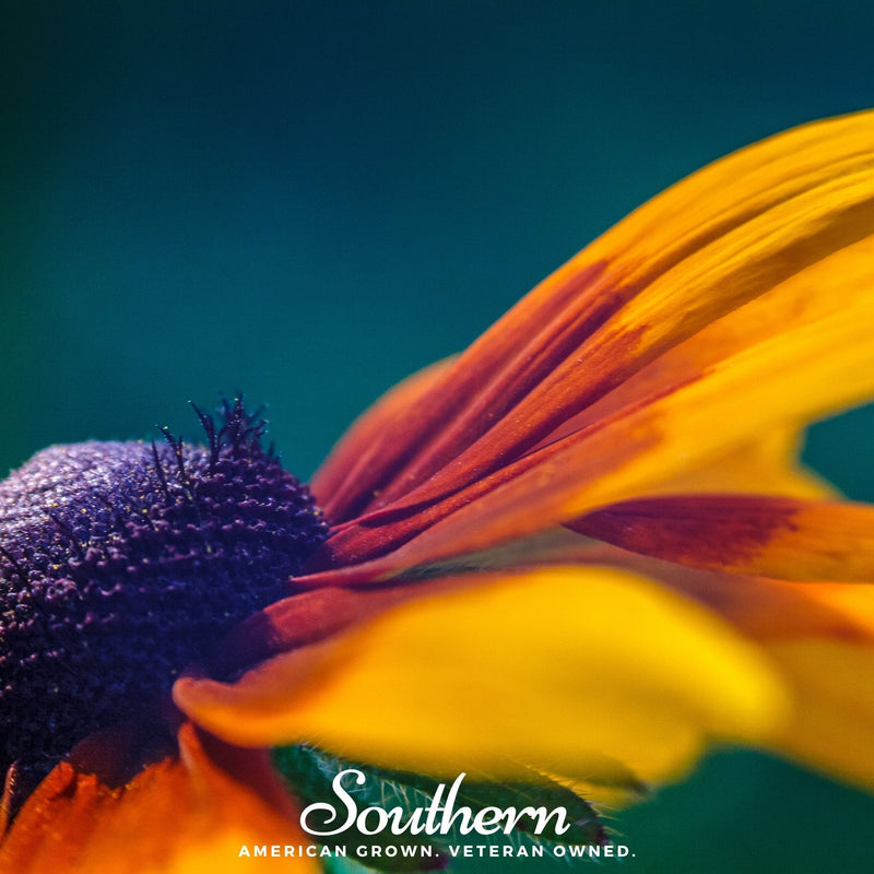 Load image into Gallery viewer, Gloriosa Daisy – 100 Seeds
