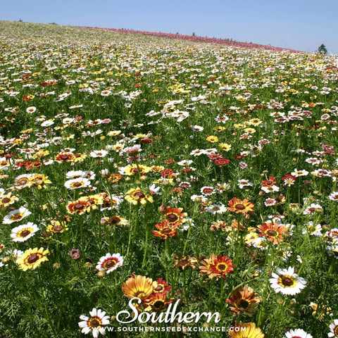 Painted Daisy – 100 Seeds, additional product view 2