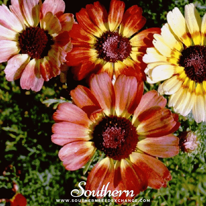 Load image into Gallery viewer, Painted Daisy – 100 Seeds
