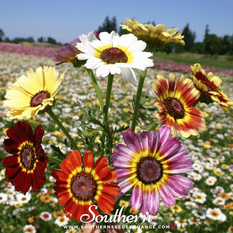 Painted Daisy seeds package, 100 count, GrowTime Garden Supply