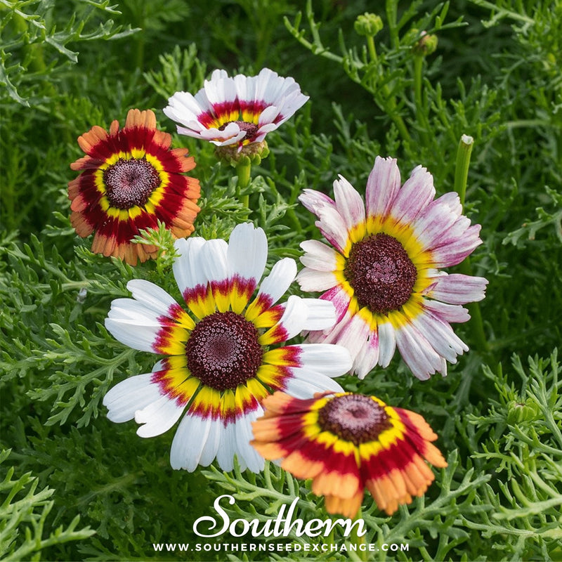 Load image into Gallery viewer, Painted Daisy – 100 Seeds

