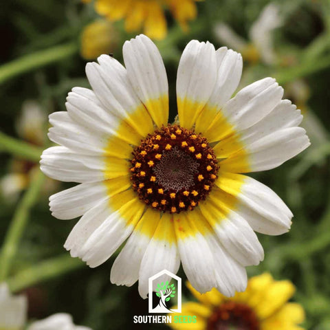Polar Star Daisy 50 Seeds