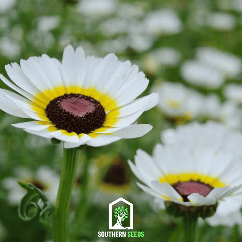 Load image into Gallery viewer, Polar Star Daisy – 50 Seeds
