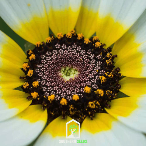 Polar Star Daisy – 50 Seeds, additional product view 2