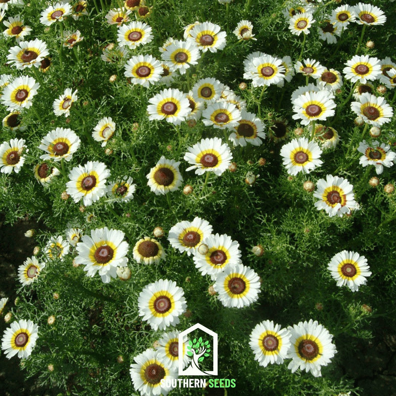Load image into Gallery viewer, Polar Star Daisy – 50 Seeds
