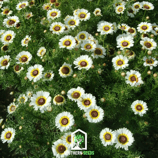 Polar Star Daisy – 50 Seeds