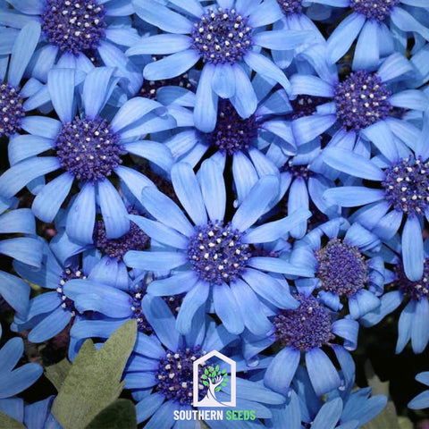 The Blues Blue Daisy – 50 Seeds, additional product view 2