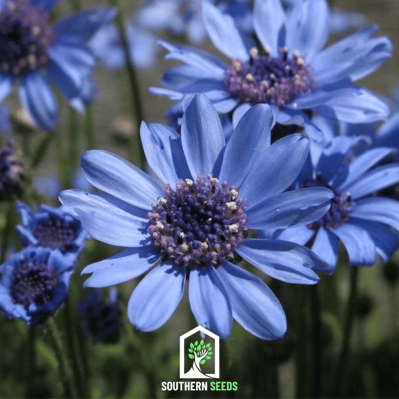 Load image into Gallery viewer, The Blues Blue Daisy – 50 Seeds
