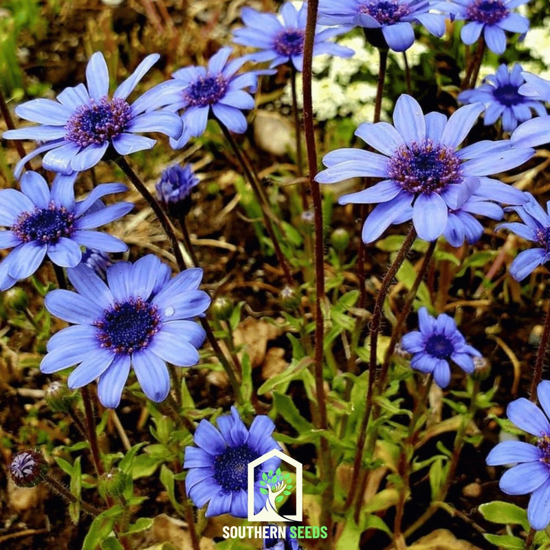 Load image into Gallery viewer, The Blues Blue Daisy – 50 Seeds
