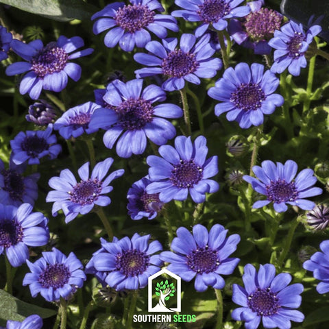 The Blues Blue Daisy 50 Seeds