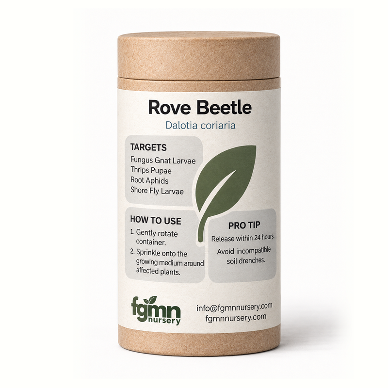 Load image into Gallery viewer, Dalotia coriaria - Rove Beetle

