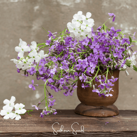 Dames Rocket – 200 Seeds, additional product view 2