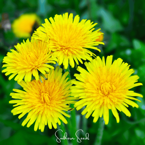 True Dandelion – 50 Seeds, additional product view 2