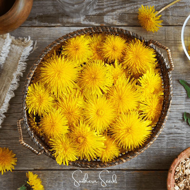 Load image into Gallery viewer, True Dandelion – 50 Seeds
