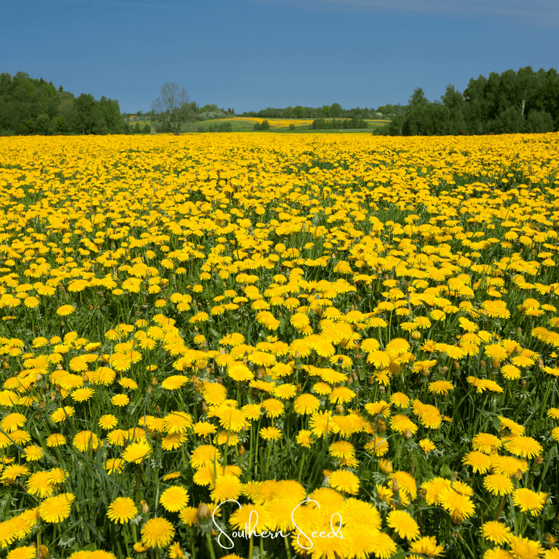 Load image into Gallery viewer, True Dandelion – 50 Seeds
