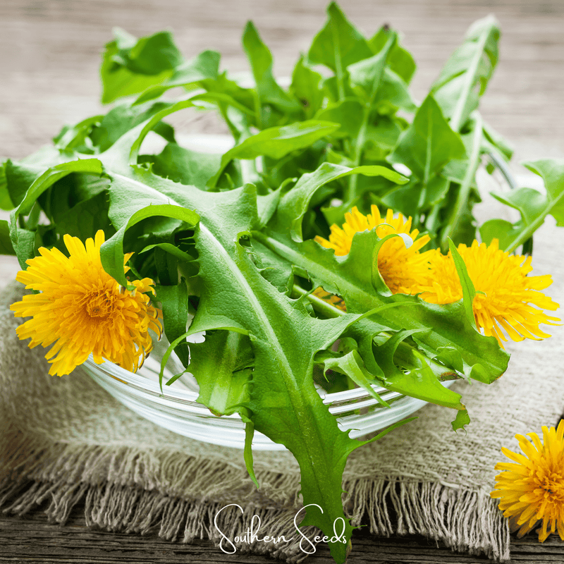 Load image into Gallery viewer, True Dandelion – 50 Seeds
