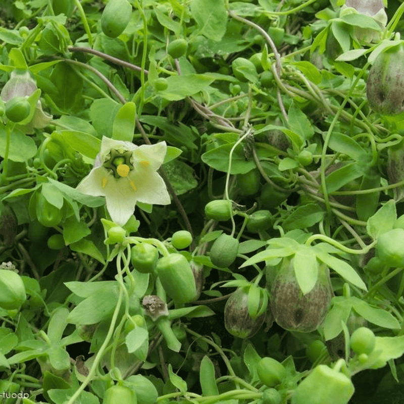 Load image into Gallery viewer, Dang-shen – 50 Seeds
