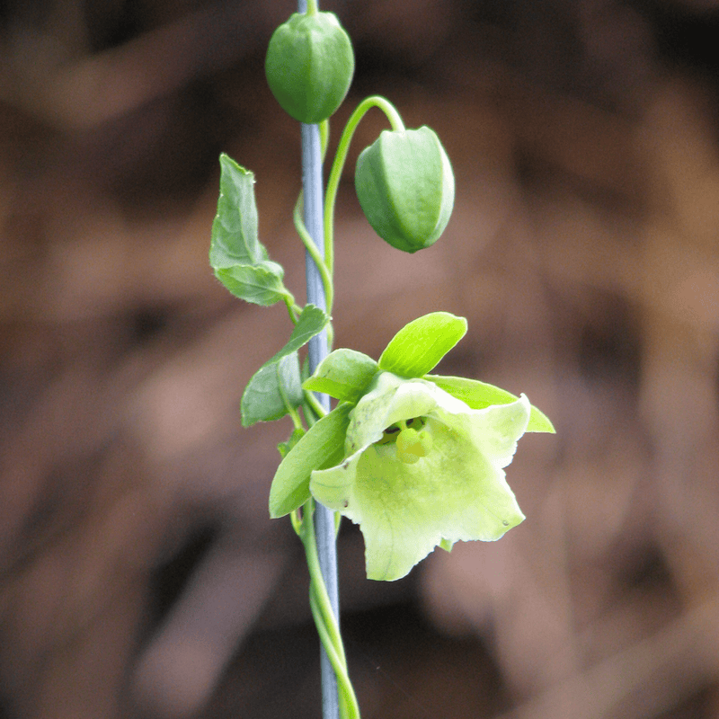Load image into Gallery viewer, Dang-shen – 50 Seeds

