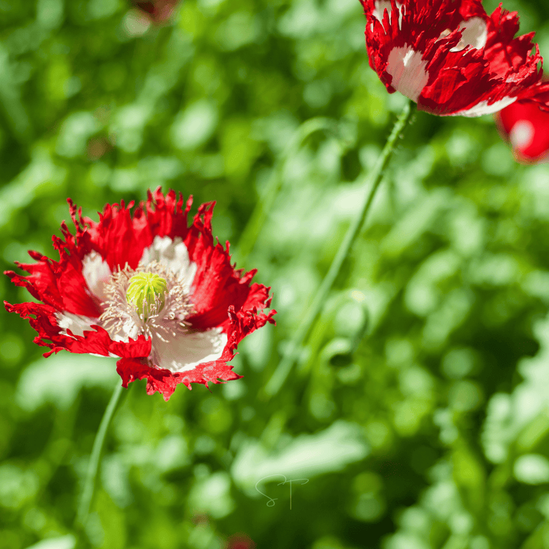 Load image into Gallery viewer, Danish Flag Poppy – 100 Seeds
