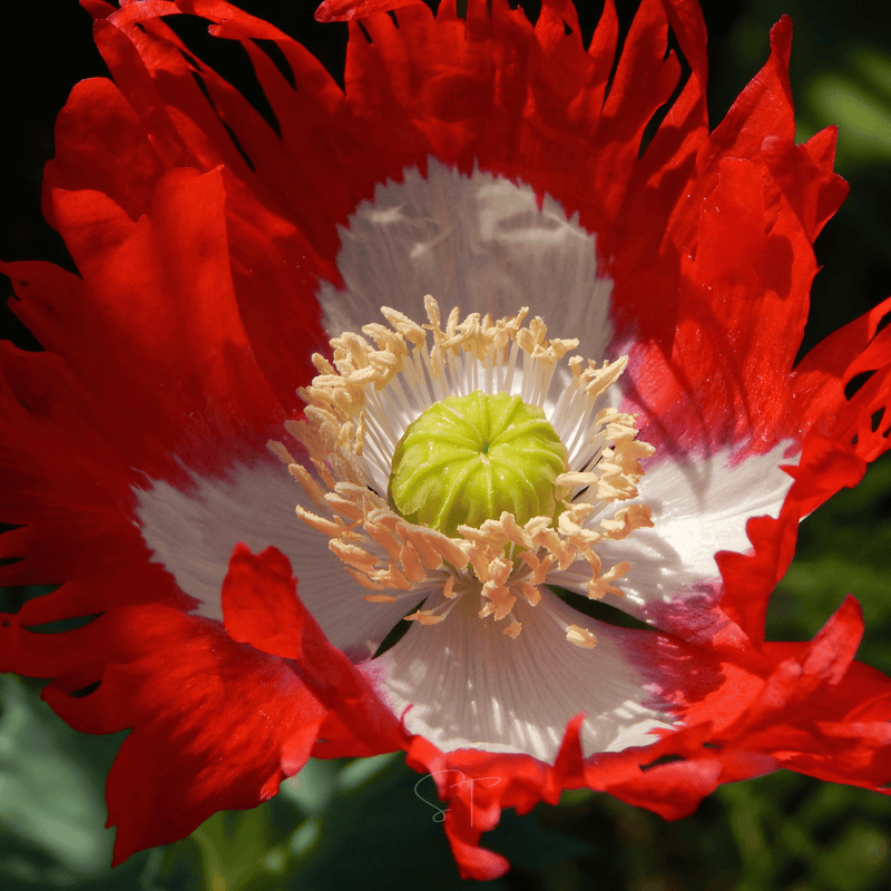 Load image into Gallery viewer, Danish Flag Poppy – 100 Seeds
