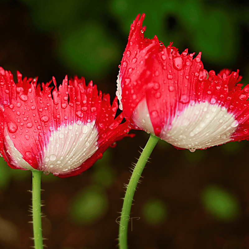Load image into Gallery viewer, Danish Flag Poppy – 100 Seeds

