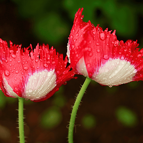 Danish Flag Poppy – 100 Seeds, additional product view 2