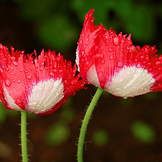 Danish Flag Poppy – 100 Seeds