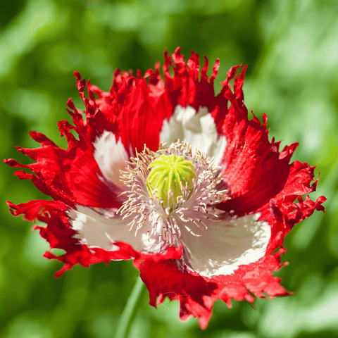 Danish Flag Poppy 100 Seeds