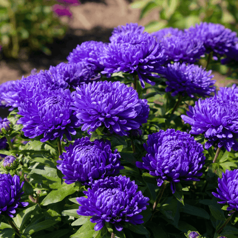 Dark Blue Paeony Duchess Aster 50 Seeds