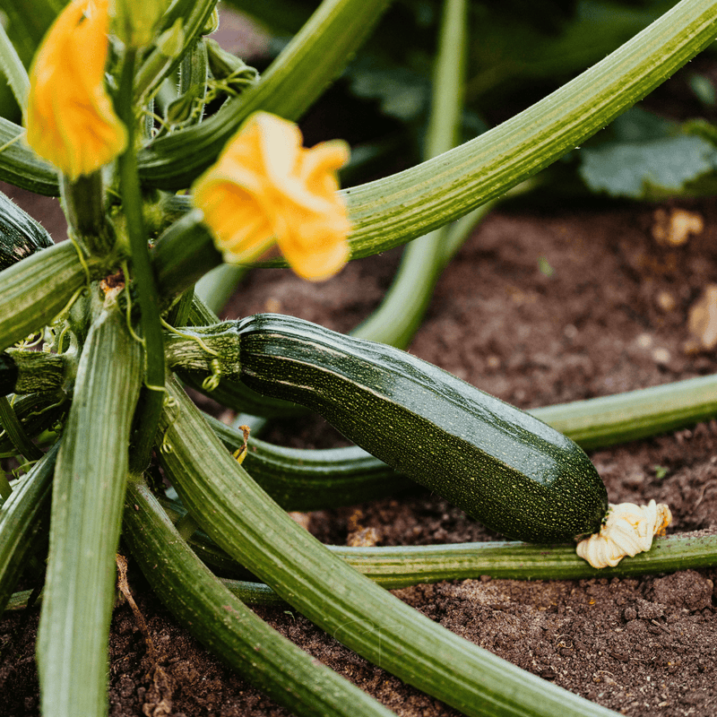 Load image into Gallery viewer, Dark Green Zucchini Summer Squash – 25 Seeds
