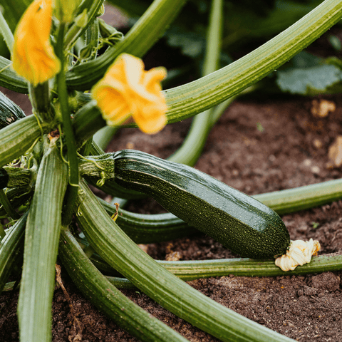 Dark Green Zucchini Summer Squash – 25 Seeds, additional product view 2
