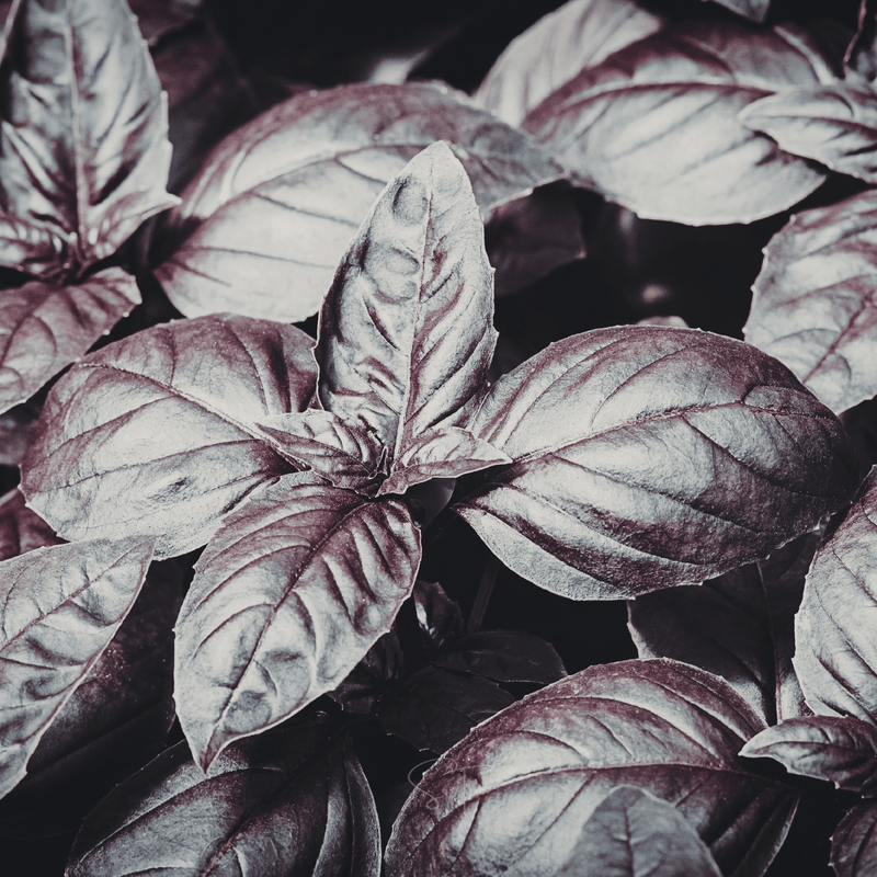 Load image into Gallery viewer, Dark Opal Basil – 250 Seeds

