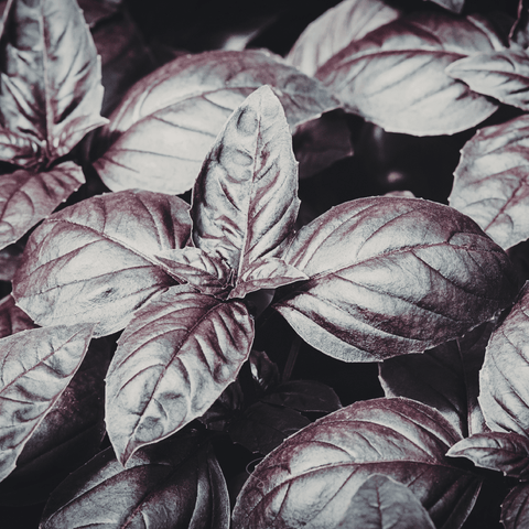 Dark Opal Basil – 250 Seeds, additional product view 2