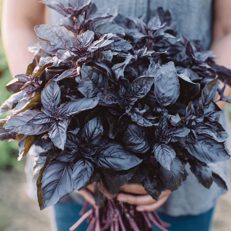 Load image into Gallery viewer, Dark Opal Basil – 250 Seeds
