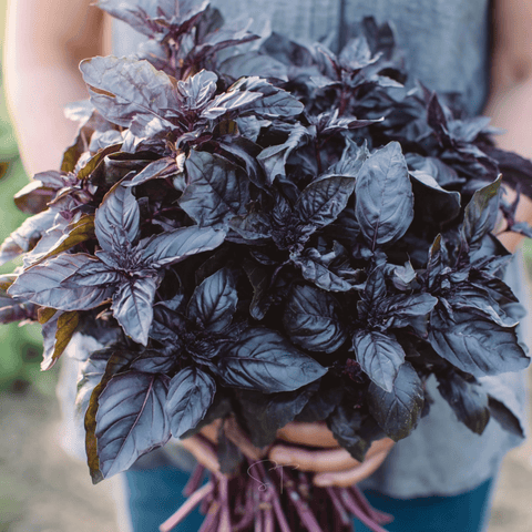 Dark Opal Basil seeds package, 250 count, GrowTime Garden Supply