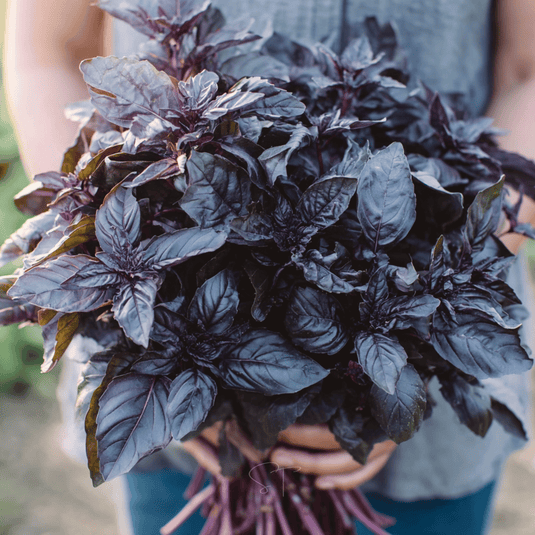 Dark Opal Basil – 250 Seeds