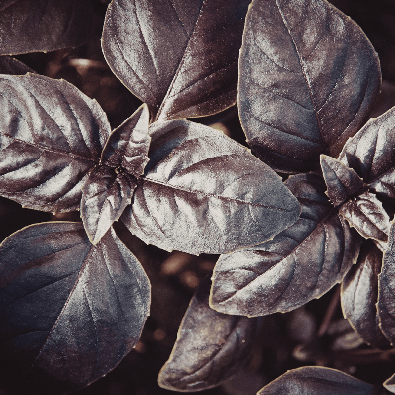 Load image into Gallery viewer, Dark Opal Basil – 250 Seeds

