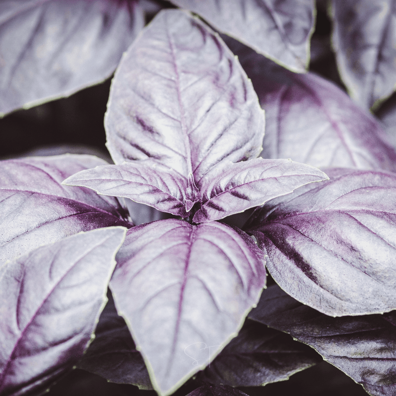 Load image into Gallery viewer, Dark Opal Basil – 250 Seeds
