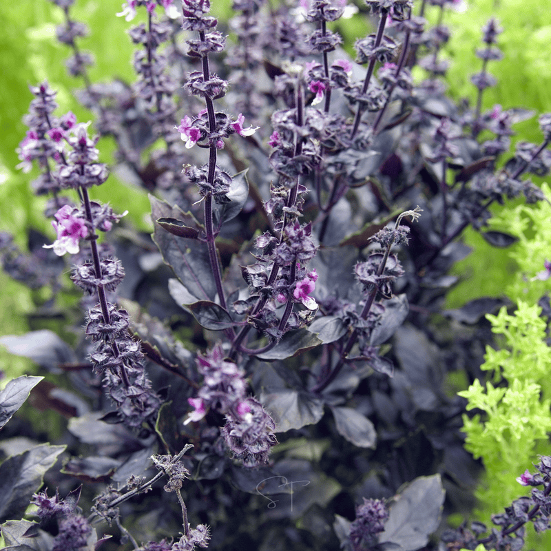 Load image into Gallery viewer, Dark Opal Basil – 250 Seeds
