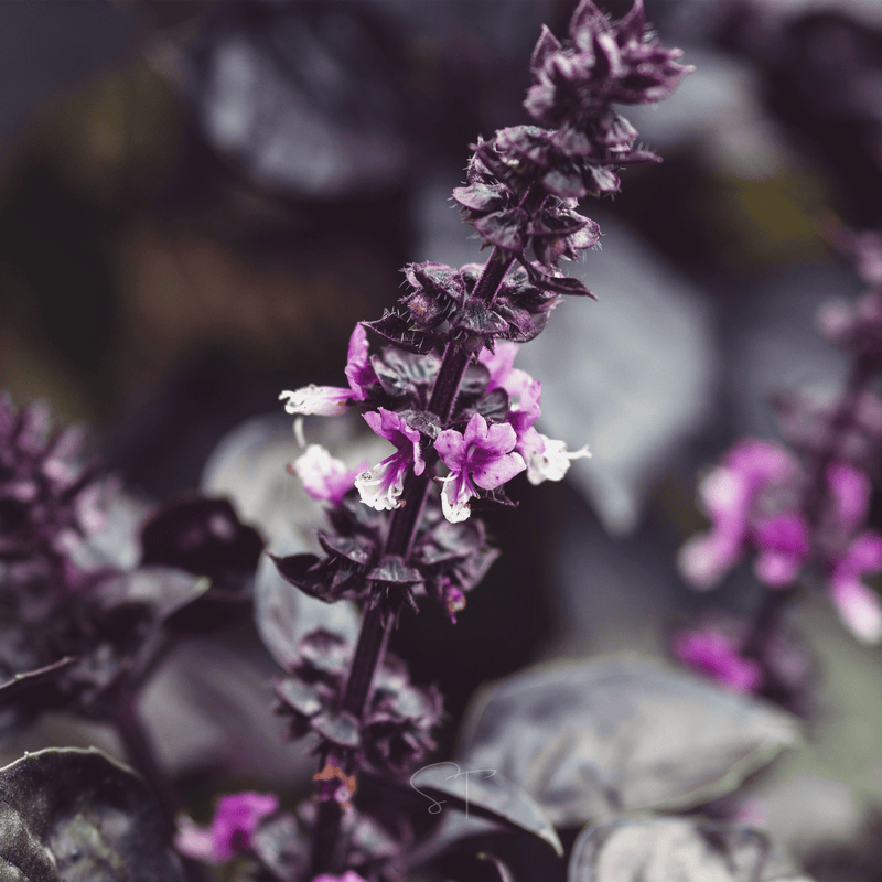 Load image into Gallery viewer, Dark Opal Basil – 250 Seeds
