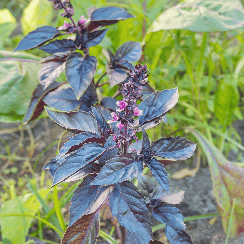 Load image into Gallery viewer, Dark Opal Basil – 250 Seeds
