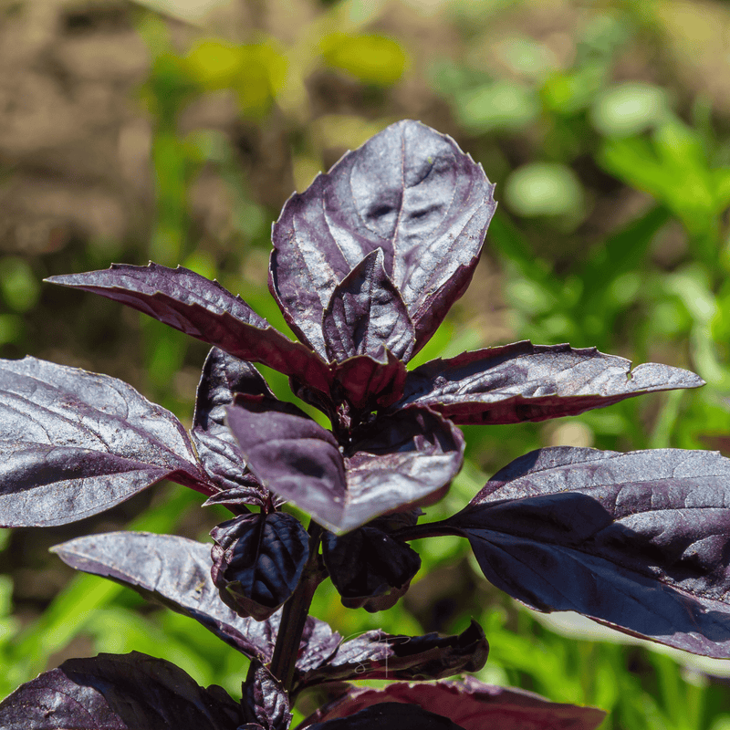Load image into Gallery viewer, Dark Opal Basil – 250 Seeds
