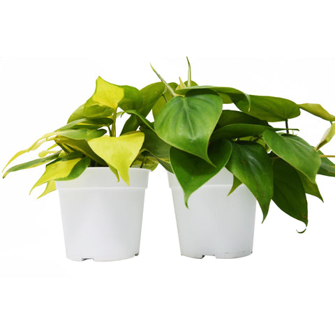 2 Philodendron Variety Pack - 4