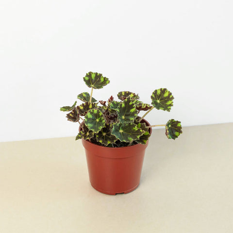 Begonia Tiger Paws, 4-inch pot