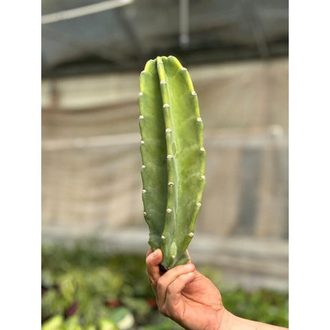 Cactus Cereus Peruvianus, 1.5 feet