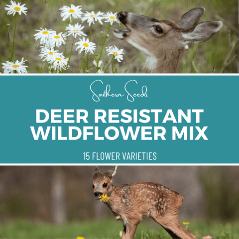 Deer Resistant Wildflower Seed Mix 15 Varieties 1000 Seeds