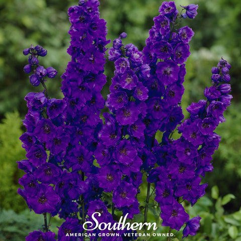 Black Knight Delphinium 25 Seeds