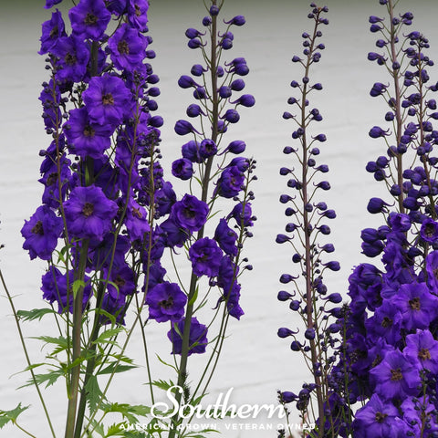 Black Knight Delphinium – 25 Seeds, additional product view 2